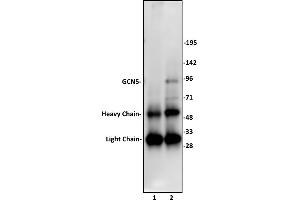 Image no. 2 for anti-K(lysine) Acetyltransferase 2A (KAT2A) (N-Term) antibody (ABIN6972246)