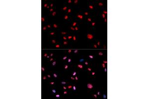 Image no. 1 for anti-Jun Proto-Oncogene (JUN) (pThr239) antibody (ABIN3020286)