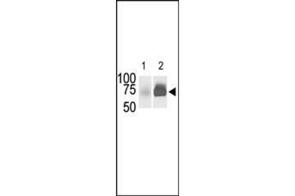 anti-Sphingosine Kinase 2 (SPHK2) (AA 590-620), (C-Term) antibody