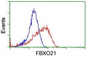 Image no. 6 for anti-F-Box Protein 21 (FBXO21) antibody (ABIN1498234)