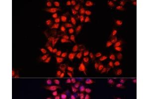 Immunofluorescence analysis of HeLa cells using ADAM10 Polyclonal Antibody at dilution of 1:100.