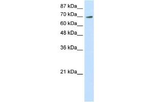 Image no. 1 for anti-E74 like ETS transcription factor 4 (Elf4) (N-Term) antibody (ABIN2780359)