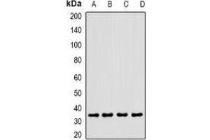 Image no. 1 for anti-C-Type Lectin Domain Family 12, Member A (CLEC12A) antibody (ABIN3198001)