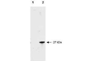 Western blot of RFP recombinant protein detected with  polyclonal anti-RFP antibody.