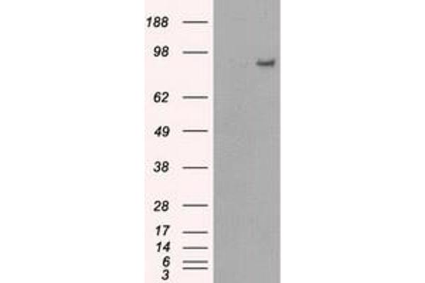 PDE10A antibody