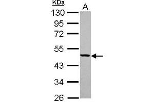 Image no. 2 for anti-Tyrosyl-tRNA Synthetase 2, Mitochondrial (YARS2) (AA 1-227) antibody (ABIN1501788)