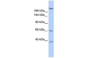 Image no. 2 for anti-Kinesin Family Member 13B (KIF13B) (N-Term) antibody (ABIN634243)