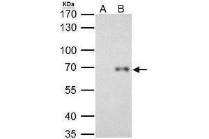 Image no. 2 for anti-V-Rel Reticuloendotheliosis Viral Oncogene Homolog B (RELB) (C-Term) antibody (ABIN2855360)