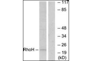 RHOH antibody  (C-Term)