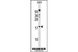 Image no. 1 for anti-Peptidylprolyl Isomerase (Cyclophilin)-Like 1 (PPIL1) (AA 63-91) antibody (ABIN1538539)