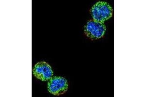 Image no. 2 for anti-Nuclear Factor of kappa Light Polypeptide Gene Enhancer in B-Cells Inhibitor-Like 1 (NFKBIL1) (AA 256-289), (Middle Region) antibody (ABIN953695)