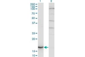Image no. 3 for anti-Cytochrome B5 Type A (Microsomal) (CYB5A) (AA 1-134) antibody (ABIN514807)
