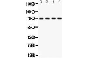 Image no. 1 for anti-Potassium Large Conductance Calcium-Activated Channel, Subfamily M, alpha Member 1 (KCNMA1) (AA 124-467) antibody (ABIN3043867)