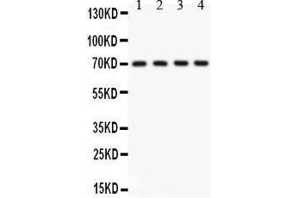 KCNMA1 Antikörper  (AA 124-467)