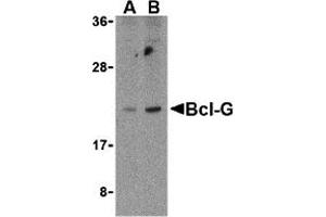 Western Blotting (WB) image for anti-BCL2-Like 14 (Apoptosis Facilitator) (BCL2L14) (C-Term) antibody (ABIN1030286)