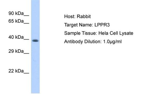 anti-Lipid Phosphate Phosphatase-Related Protein Type 3 (LPPR3) (Middle Region) antibody