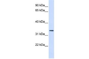 Image no. 1 for anti-F-Box Protein 25 (FBXO25) antibody (ABIN2458708)