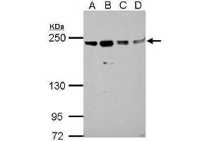 Image no. 1 for anti-STE20-Like Kinase (SLK) (Center) antibody (ABIN2855713)