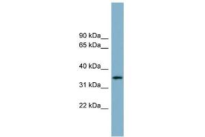 Image no. 2 for anti-Apolipoprotein H (Beta-2-Glycoprotein I) (APOH) (Middle Region) antibody (ABIN2784437)
