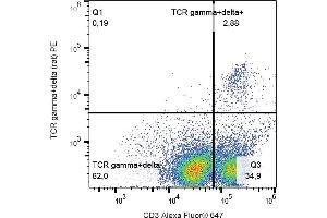 Flow cytometry analysis (surface staining) of TCR gamma/delta in rat peripheral blood with anti-TCR gamma/delta (V65) PE.