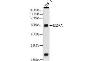 IL15RA antibody  (AA 31-205)
