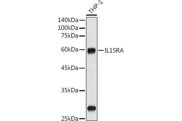 IL15RA antibody  (AA 31-205)