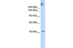 Image no. 1 for anti-TAF1 RNA Polymerase II, TATA Box Binding Protein (TBP)-Associated Factor, 250kDa (TAF1) antibody (ABIN2457955)