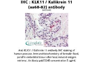 Image no. 1 for anti-Kallikrein 11 (KLK11) (AA 68-82) antibody (ABIN1736249)