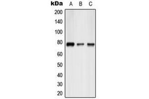 Image no. 1 for anti-Activating Transcription Factor 6 beta (ATF6B) (Center) antibody (ABIN2705530)
