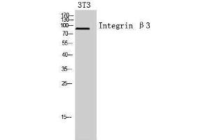 Integrin beta 3 antibody  (Internal Region)