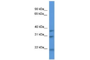 Image no. 1 for anti-NECAP Endocytosis Associated 1 (NECAP1) (N-Term) antibody (ABIN2786120)