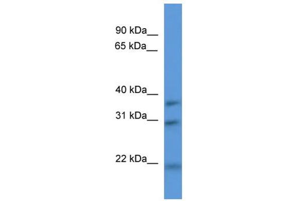 NECAP1 antibody  (N-Term)