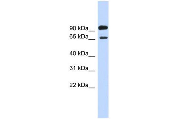 anti-Like-Glycosyltransferase (LARGE) (Middle Region) antibody