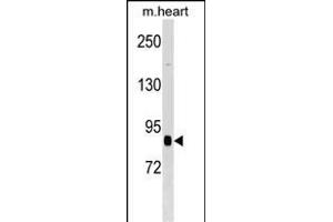 CUL2 Antibody (N-term) (ABIN1539078 and ABIN2848572) western blot analysis in mouse heart tissue lysates (35 μg/lane).