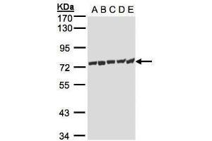 Image no. 1 for anti-Heat Shock 70kDa Protein 1-Like (HSPA1L) (Center) antibody (ABIN2856050)
