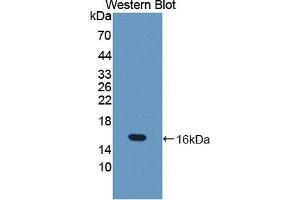 Image no. 1 for anti-Thioredoxin 2 (TXN2) (AA 60-166) antibody (ABIN5014394)