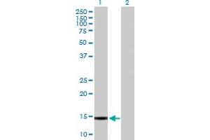 Galnt1 antibody  (AA 1-105)