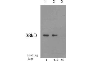 Image no. 1 for anti-CRE Recombinase (CRE) antibody (ABIN398566)