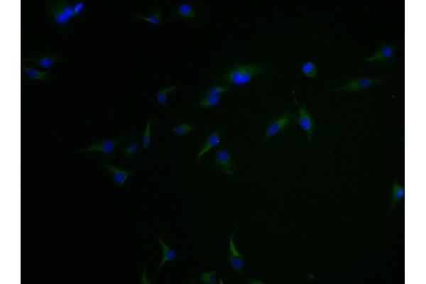 Claudin 18 antibody  (AA 196-261)
