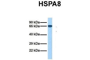 Image no. 5 for anti-Heat Shock 70kDa Protein 8 (HSPA8) (N-Term) antibody (ABIN2783374)