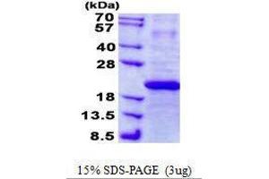 Image no. 1 for Interferon, alpha 7 (IFNa7) protein (ABIN2129897)