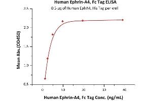 Immobilized Human EphA4, His Tag (ABIN6938936,ABIN6950965) at 5 μg/mL (100 μL/well) can bind Human Ephrin-A4, Fc Tag (ABIN2181031,ABIN2181030) with a linear range of 0.