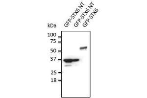 Image no. 1 for anti-Syntaxin 6 (STX6) (N-Term) antibody (ABIN6254197)