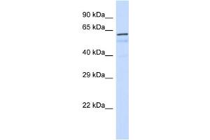 Image no. 1 for anti-Forkhead Box K1 (Foxk1) (C-Term) antibody (ABIN2783003)