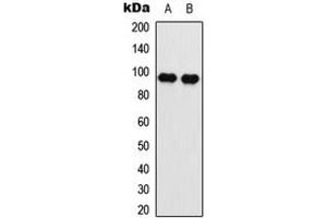 Image no. 3 for anti-Eukaryotic Translation Elongation Factor 2 (EEF2) (N-Term), (pSer56) antibody (ABIN2707489)