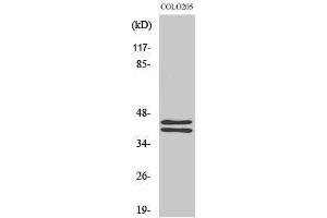Image no. 1 for anti-Mitogen-Activated Protein Kinase 1/3 (MAPK1/3) (C-Term) antibody (ABIN3184545)