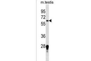 FUT11 Antibody (Center) (ABIN1538063 and ABIN2849829) western blot analysis in mouse testis tissue lysates (35 μg/lane).