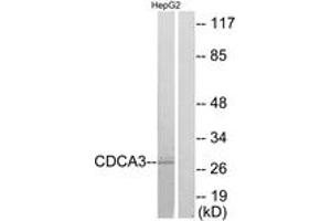 Image no. 1 for anti-Cell Division Cycle Associated 3 (CDCA3) (AA 219-268) antibody (ABIN1534322)