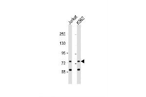 Image no. 2 for anti-Autophagy Related 16-Like 2 (ATG16L2) (AA 277-304) antibody (ABIN655641)