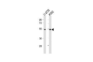 CHTF8 anticorps  (AA 344-377)